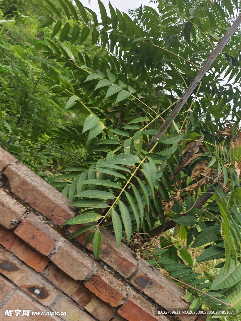 砖墙上的翠绿羽状植物