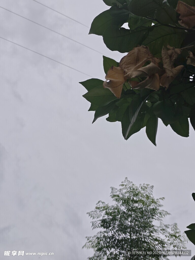 树叶与树的天空景象