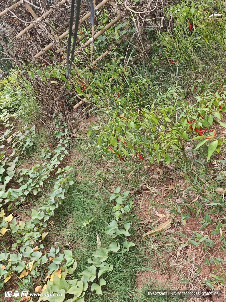 野外杂草丛生的地面景象