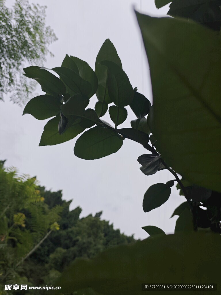 绿叶繁茂 