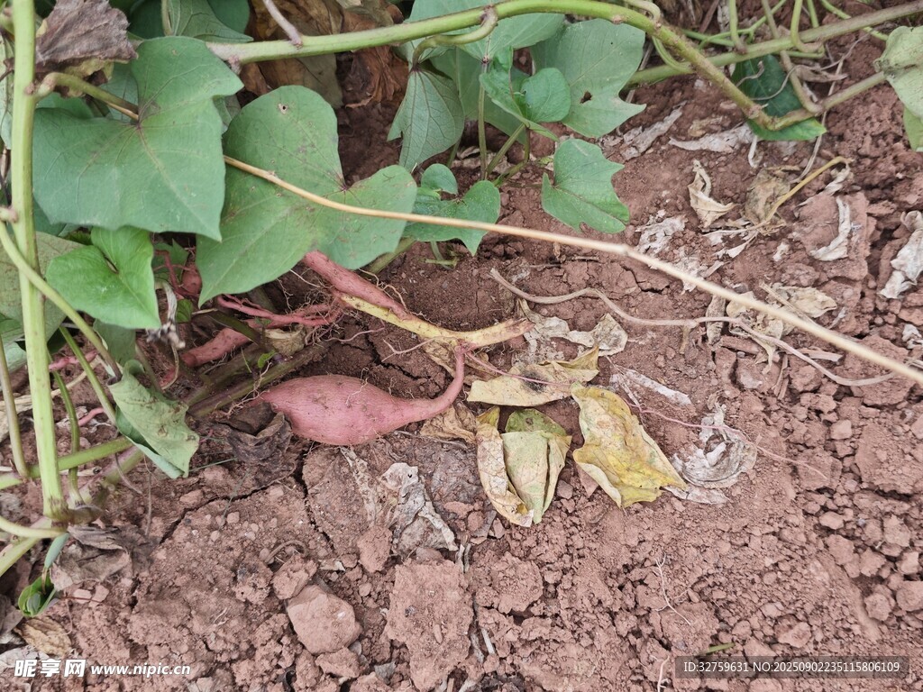 花生植株生长于泥土中