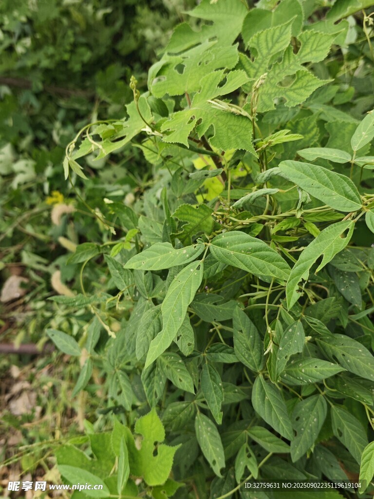 绿叶繁茂的植物景象