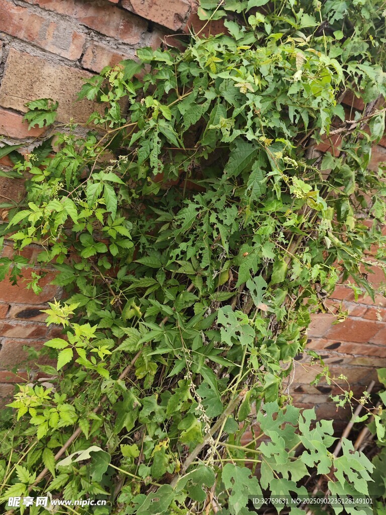 砖墙边繁茂的绿色藤蔓植物