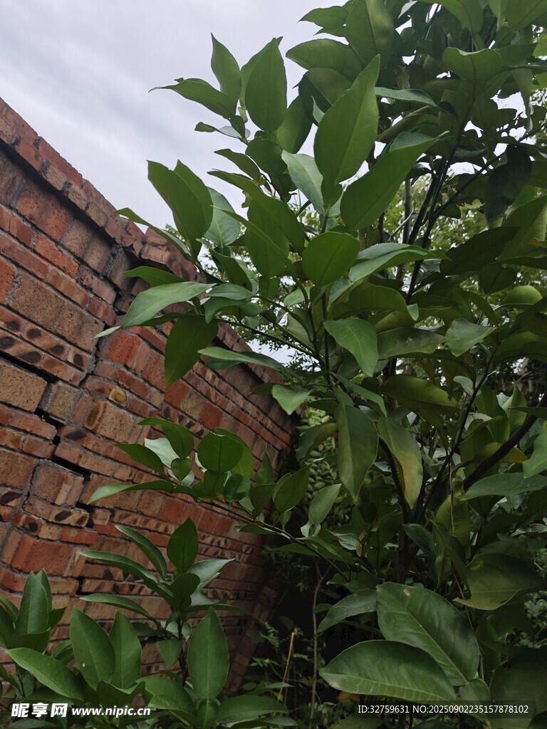砖墙旁的翠绿植物