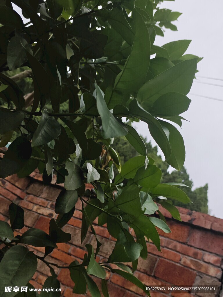 绿叶繁茂的植物近景