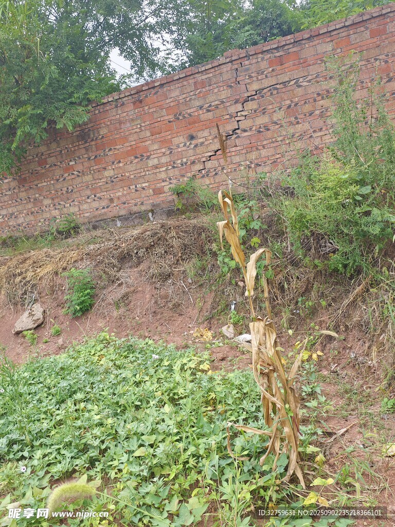 荒废墙边的绿植景观