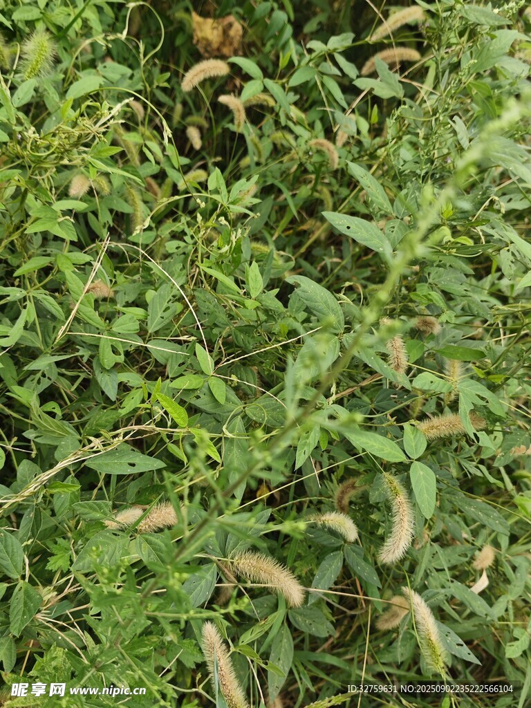 绿叶丛中的多彩昆虫
