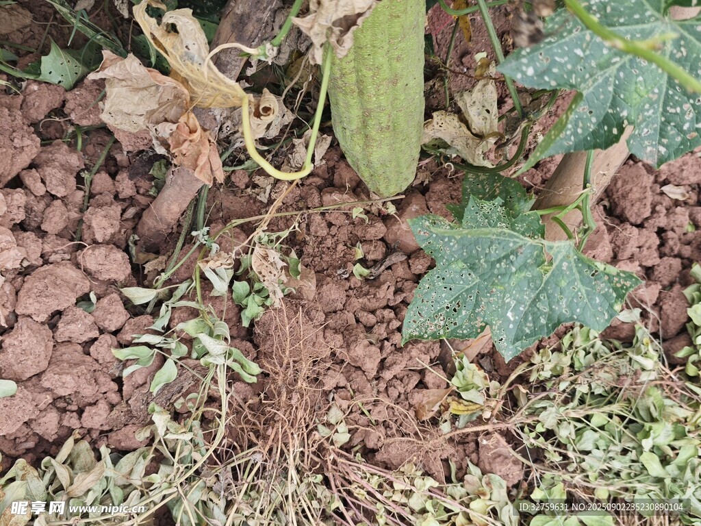 地面上的植物与散落果实