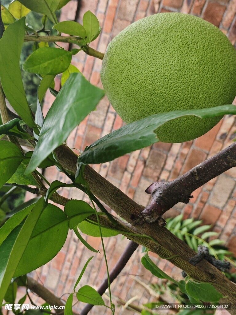 枝头青果