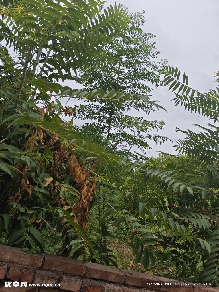 墙边繁茂绿植景观