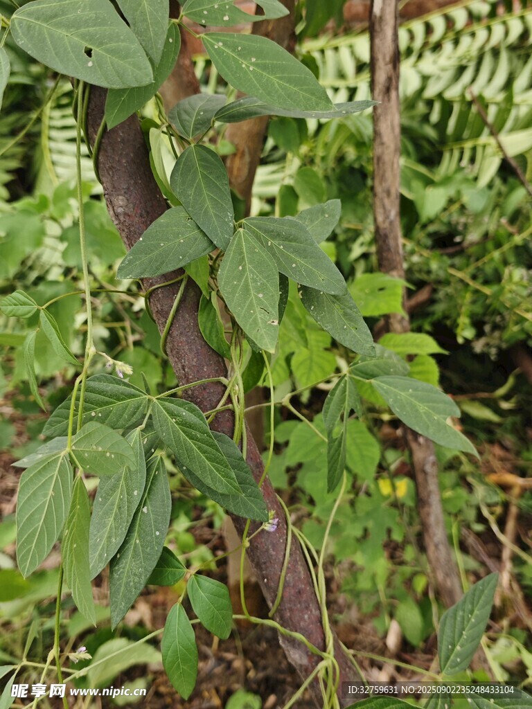 野外繁茂绿植景象