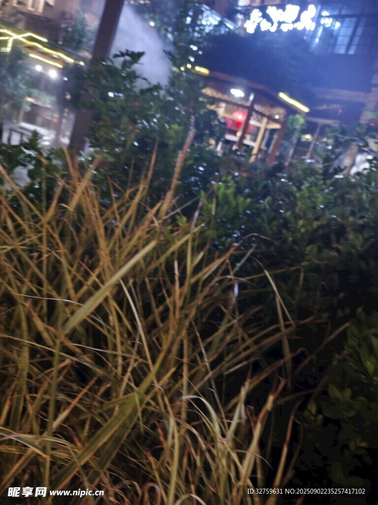 城市中茂盛的金黄草丛