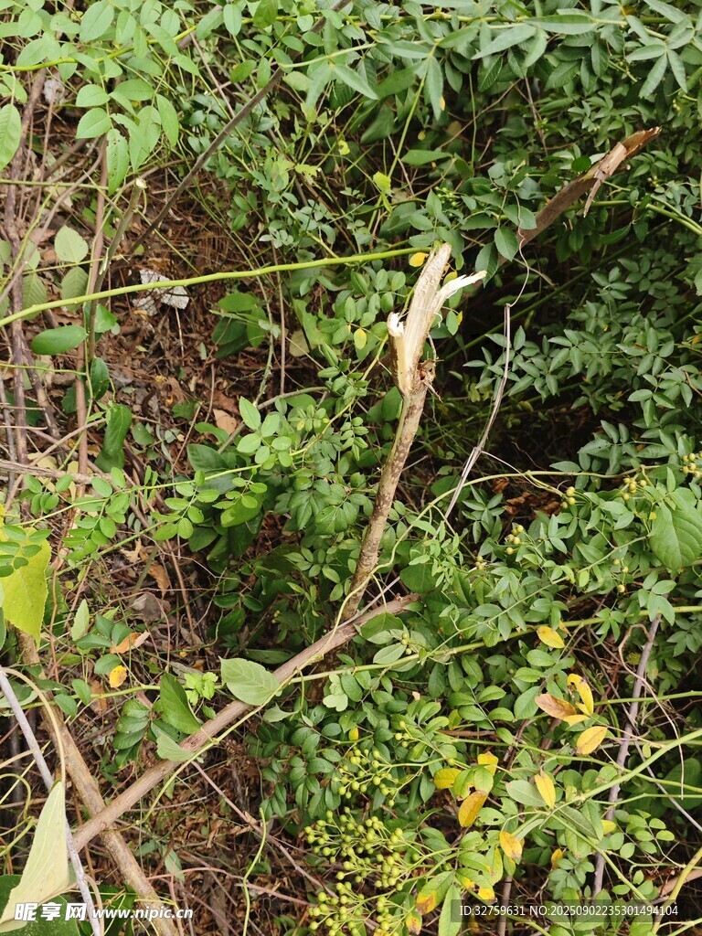 繁茂绿植中的隐秘景象
