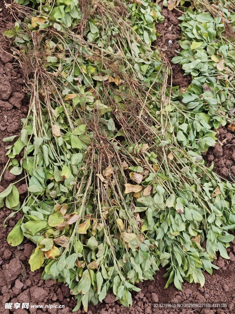 地上的绿植枝叶