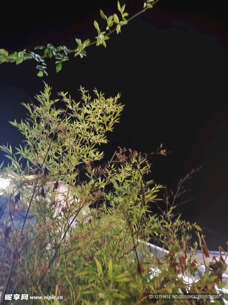 夜晚绿植与城市灯光景象