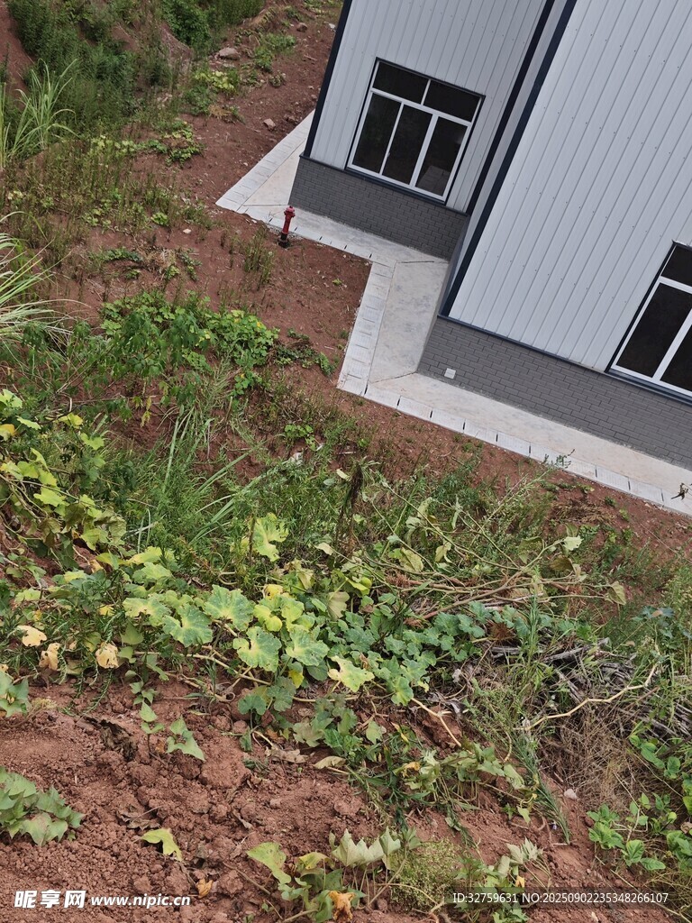 房屋旁的绿植景观