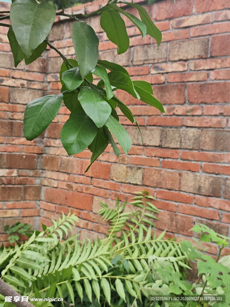 砖墙旁的绿植生机景象