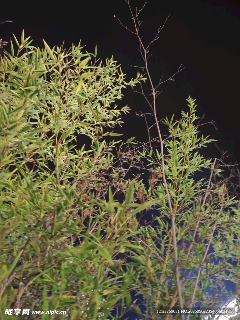 夜下葱郁绿植