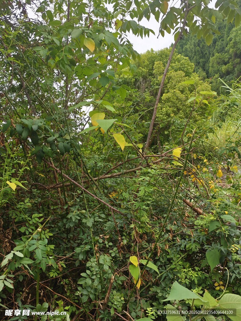 茂密绿意丛林景象