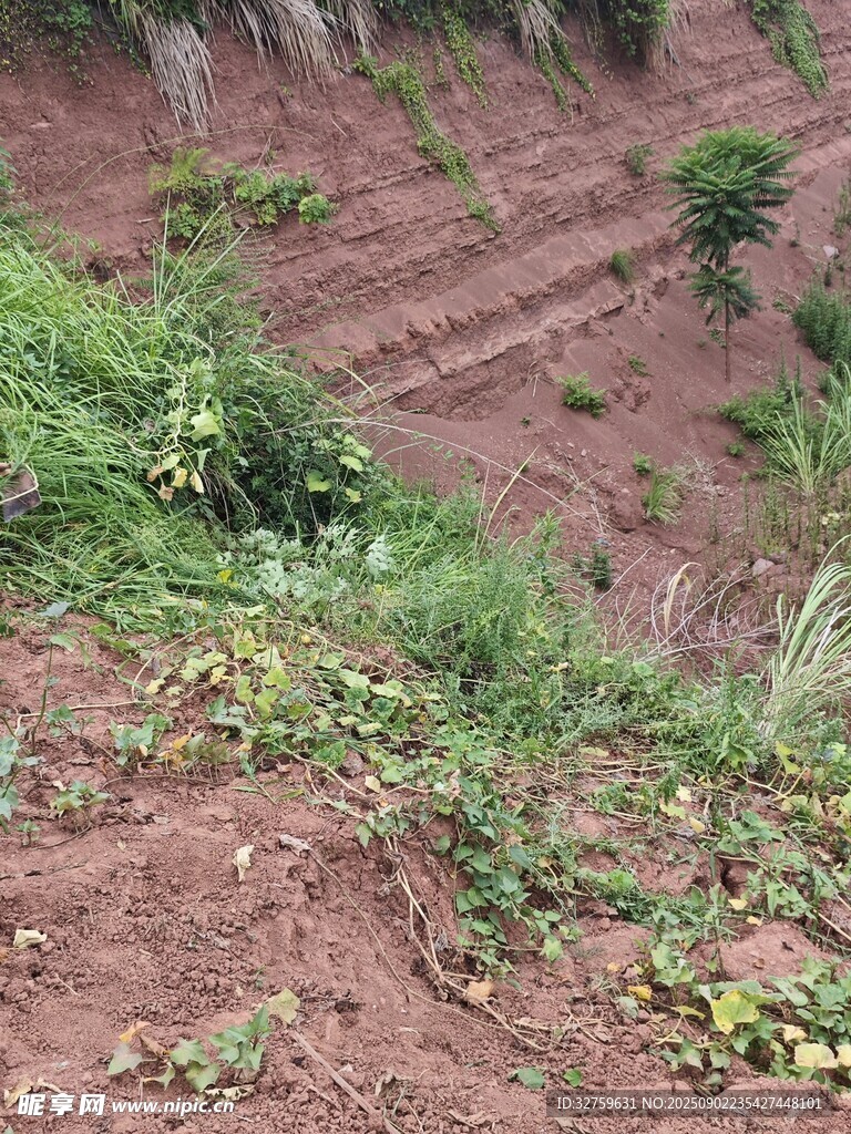 山坡上的红土地与绿植