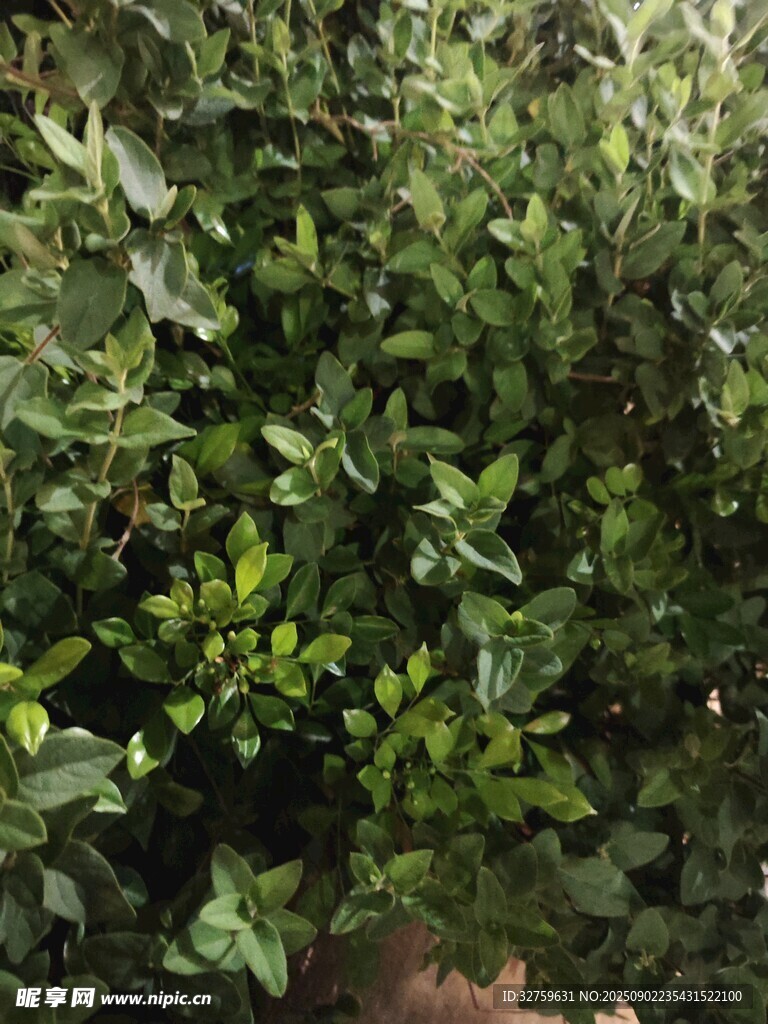 茂密绿叶植物景观