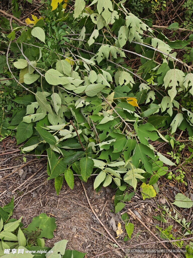 绿叶黄花的地面植物景观