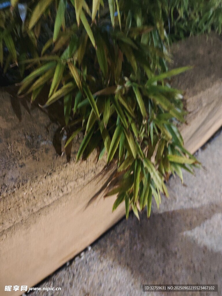 墙边绿植特写