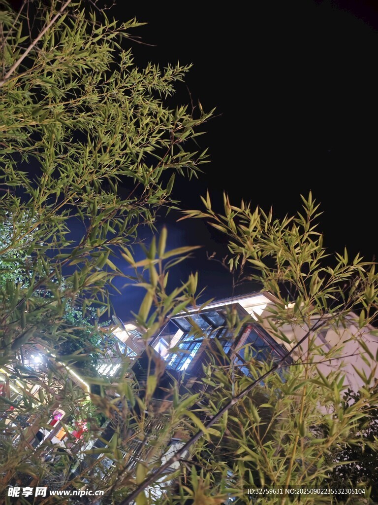 夜晚绿植间的灯光景致