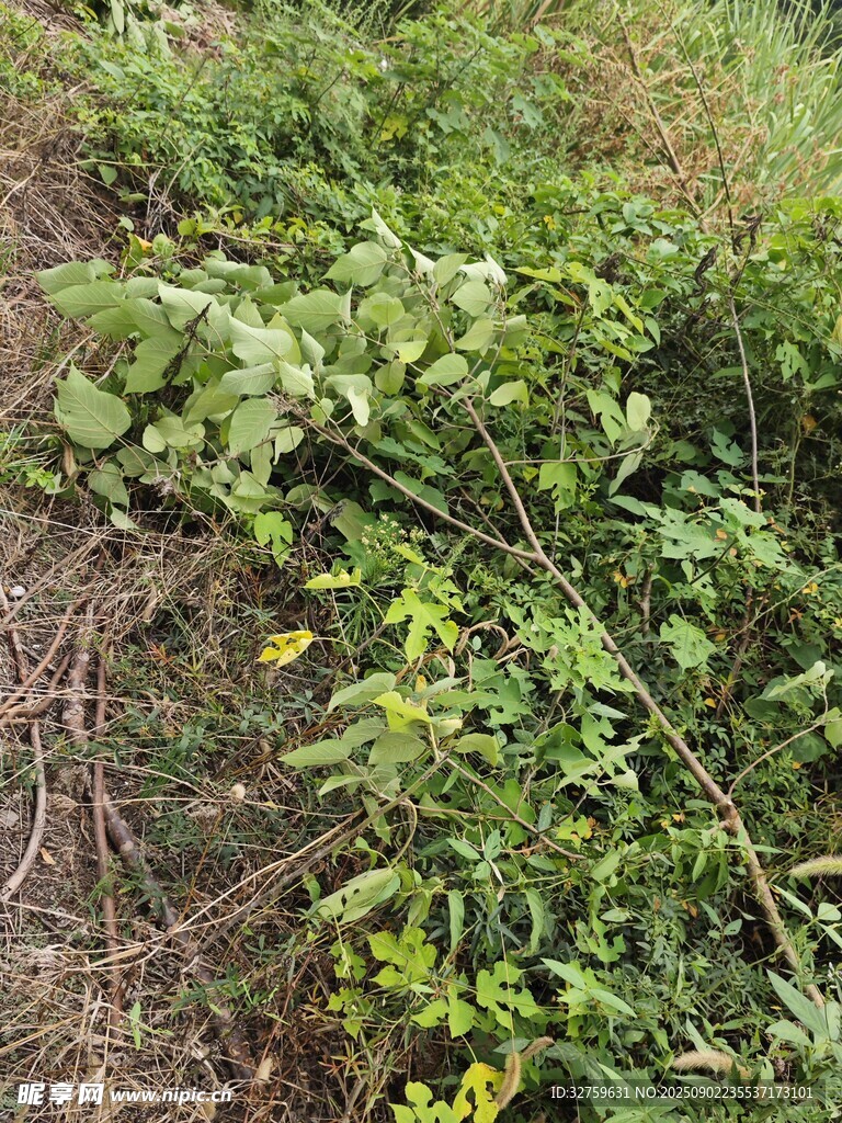 野外繁茂绿植景象
