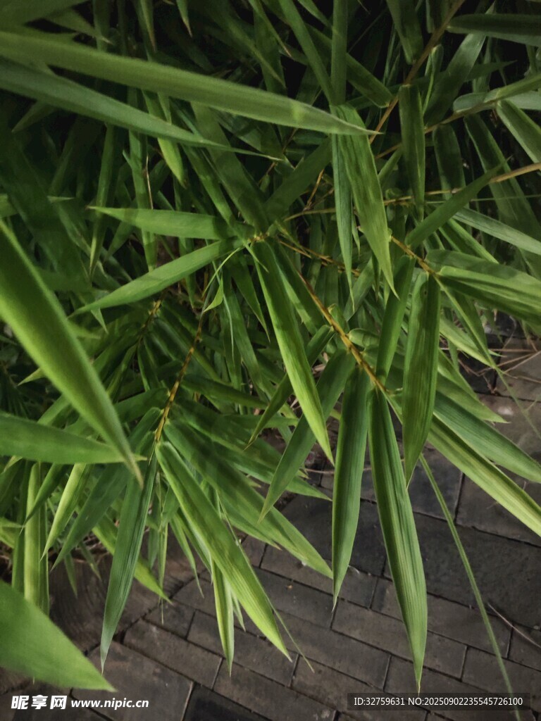 翠绿竹叶特写