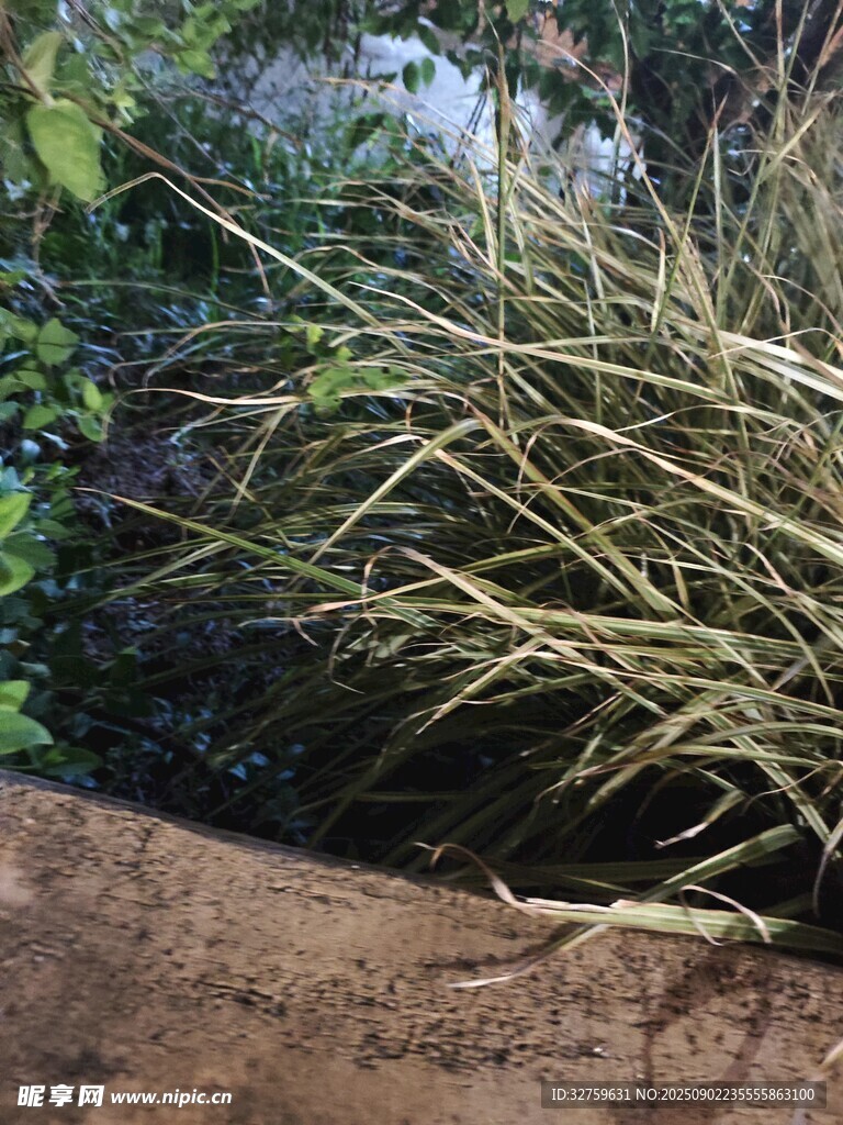 倒地的干草堆