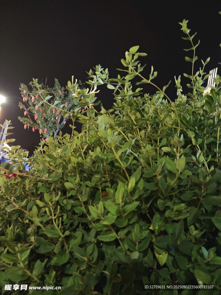 夜晚绿植景观
