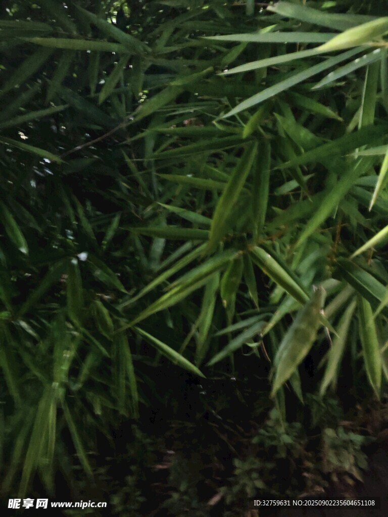 翠绿竹叶 