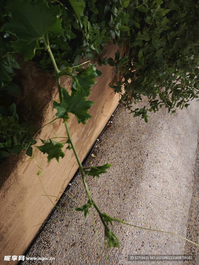 路边绿植枝叶特写