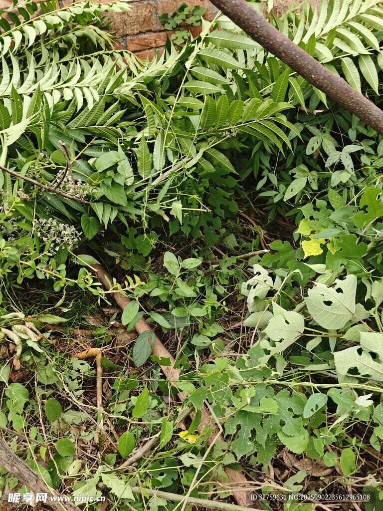 繁茂绿植景观