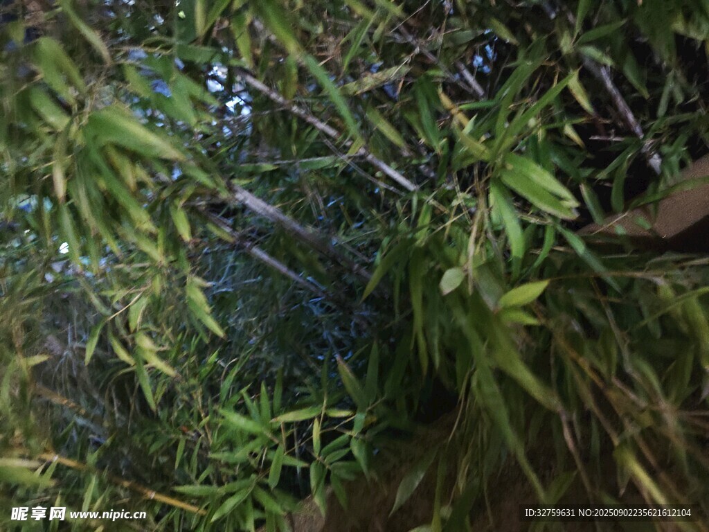 茂密绿植中的隐秘景象