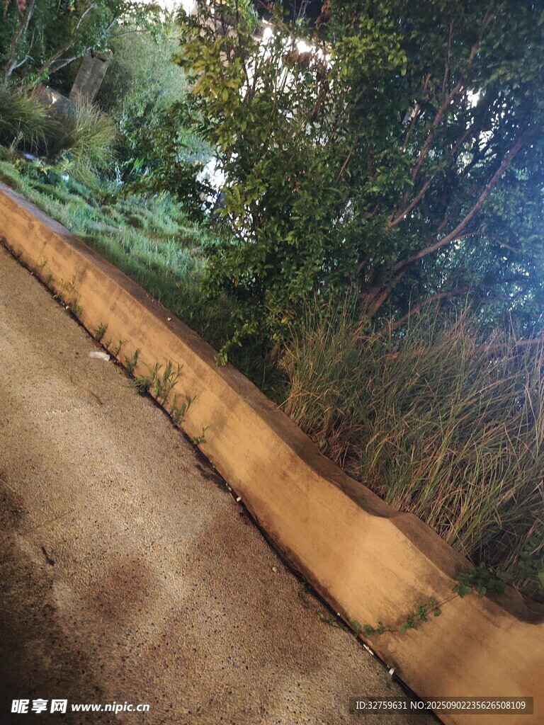 乡间土路旁的葱郁植被