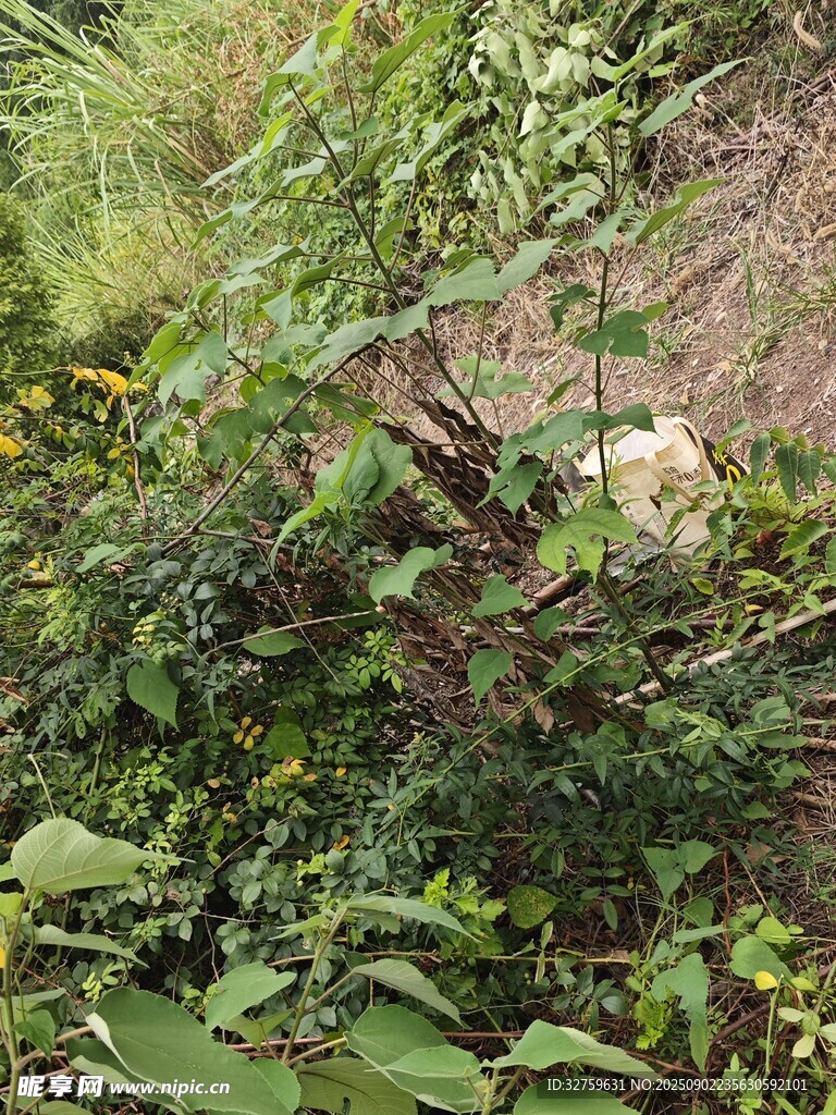 繁茂绿植中的白色花朵