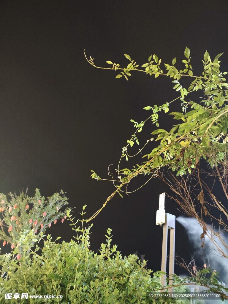 夜色中带烟雾的绿植景象