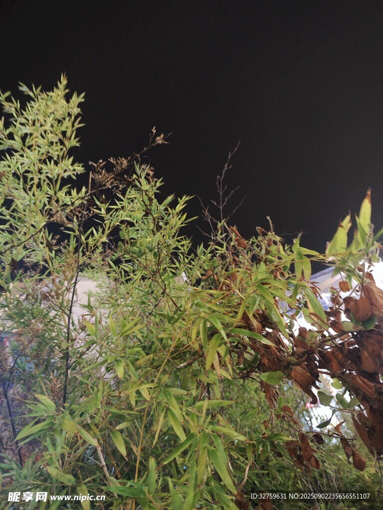 夜晚中的绿植景观