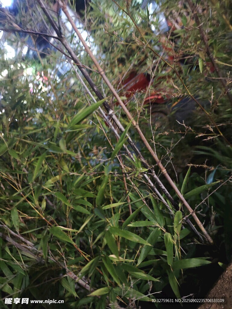 竹林 
