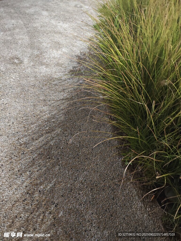 路边青草