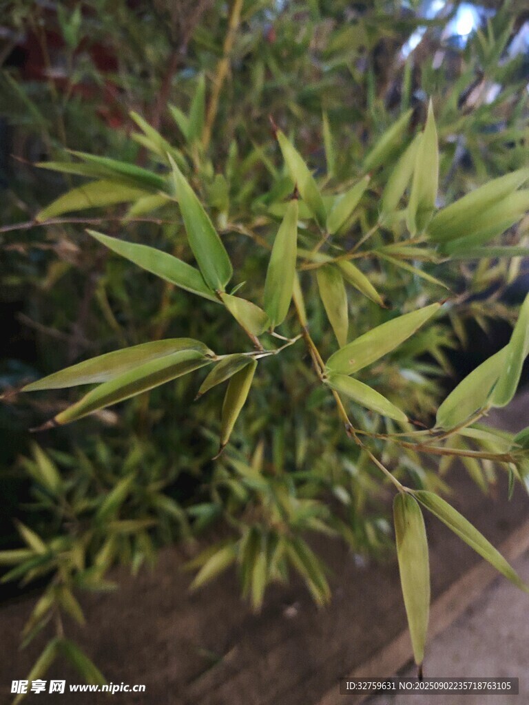 翠绿竹叶特写