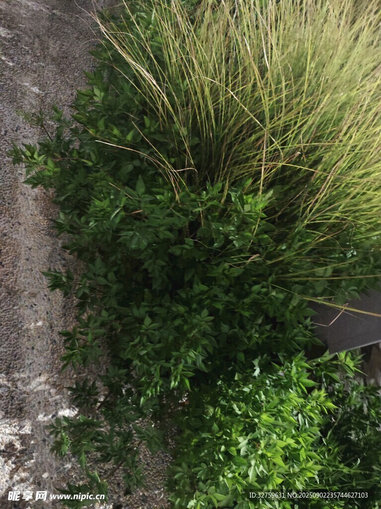 俯瞰绿植与小径景观