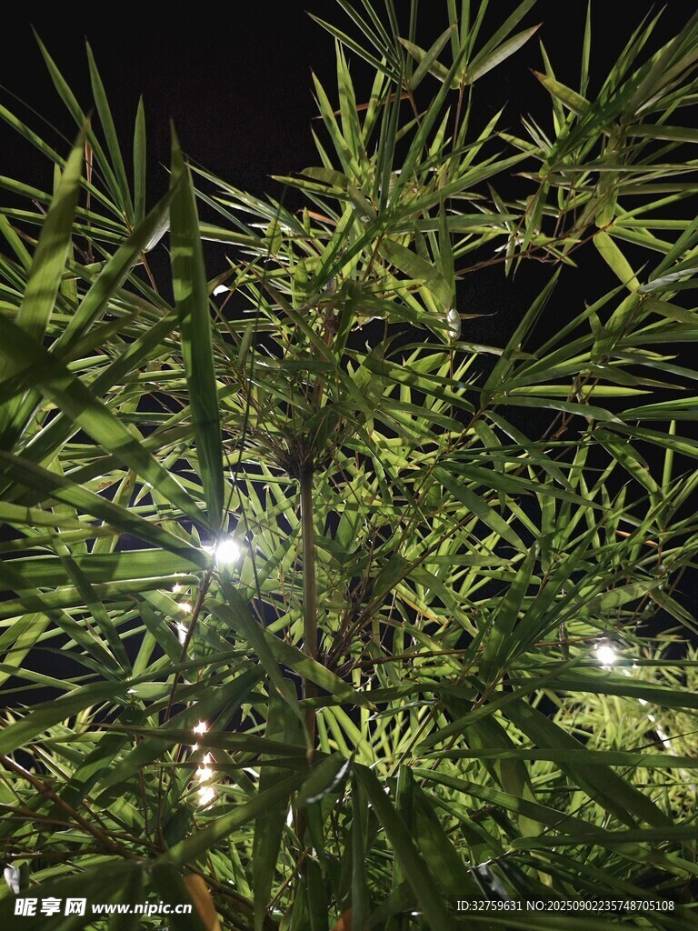夜下绿植 