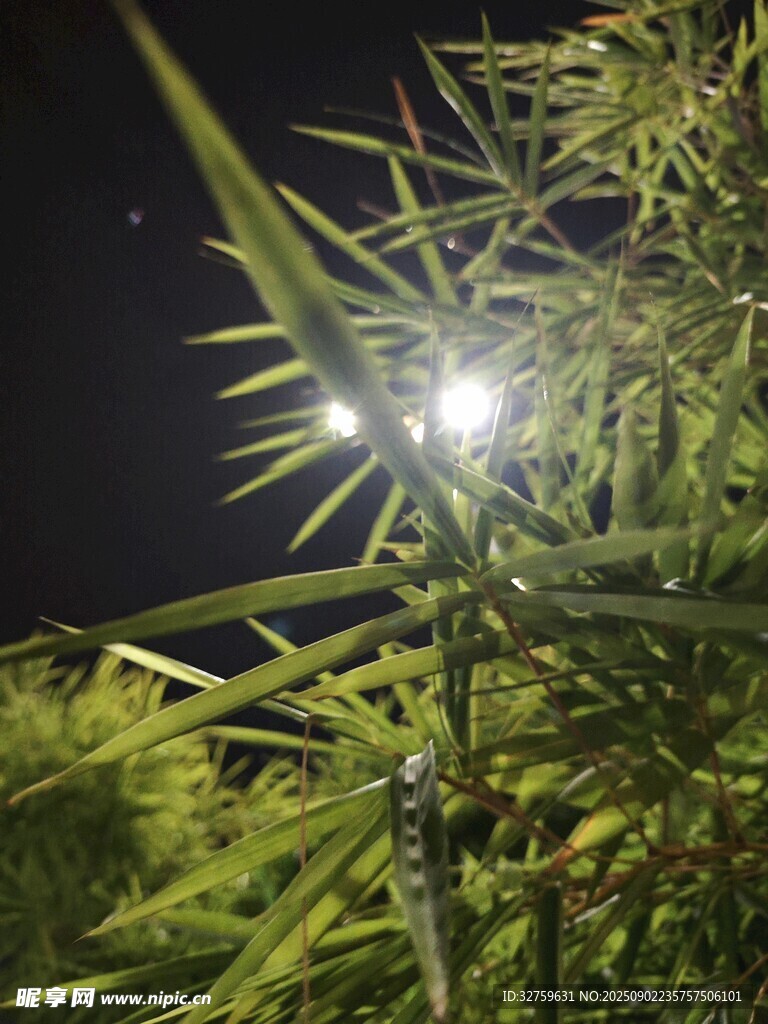 夜间植物上的明亮光斑