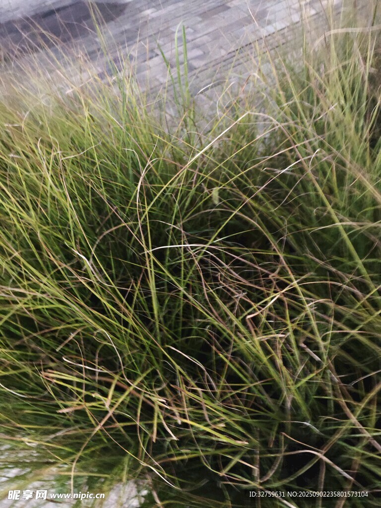 翠绿丛生的野草