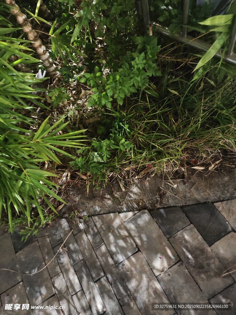 石板小径旁的繁茂绿植