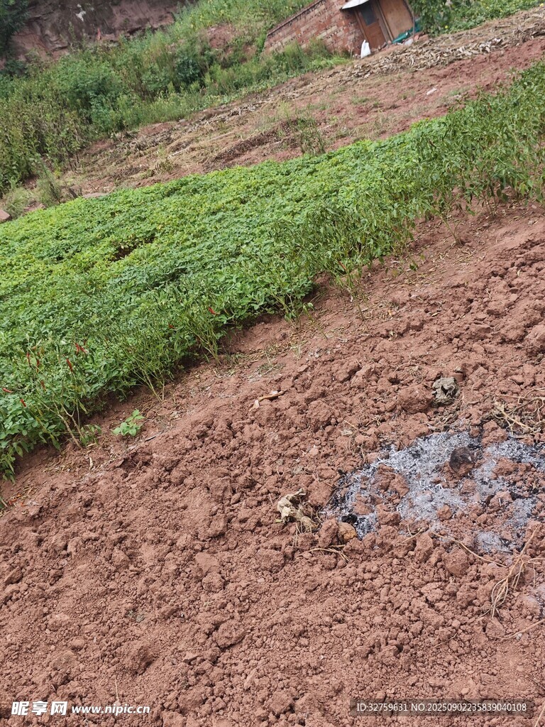 农田边的泥泞小路