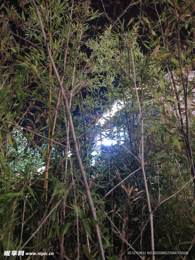 夜林中透出的微光